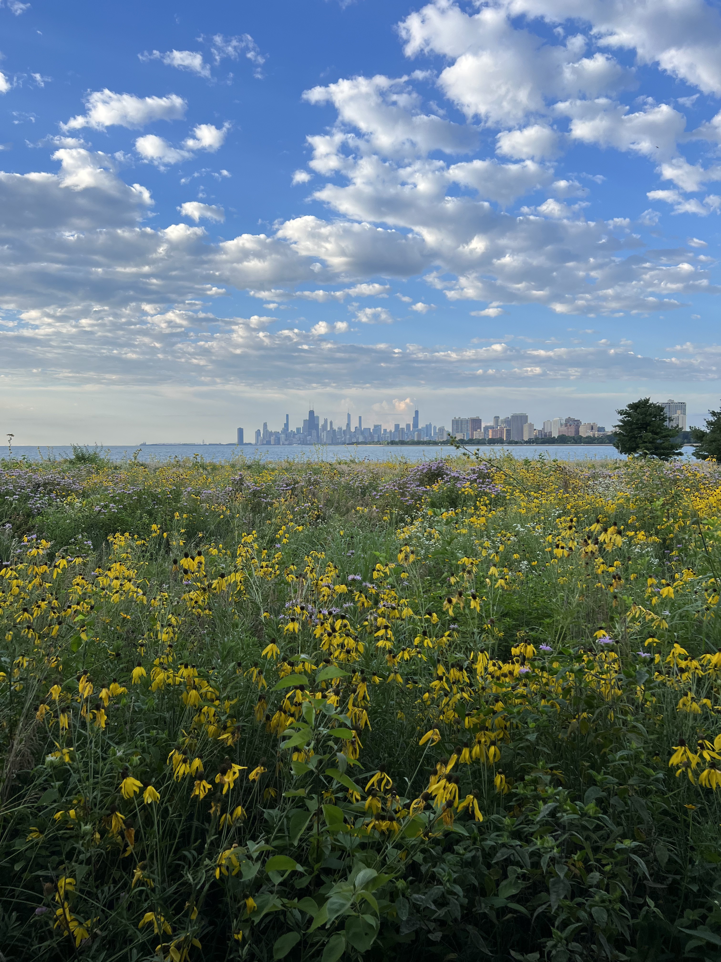 A picture of the Chicago skyline above some flowers