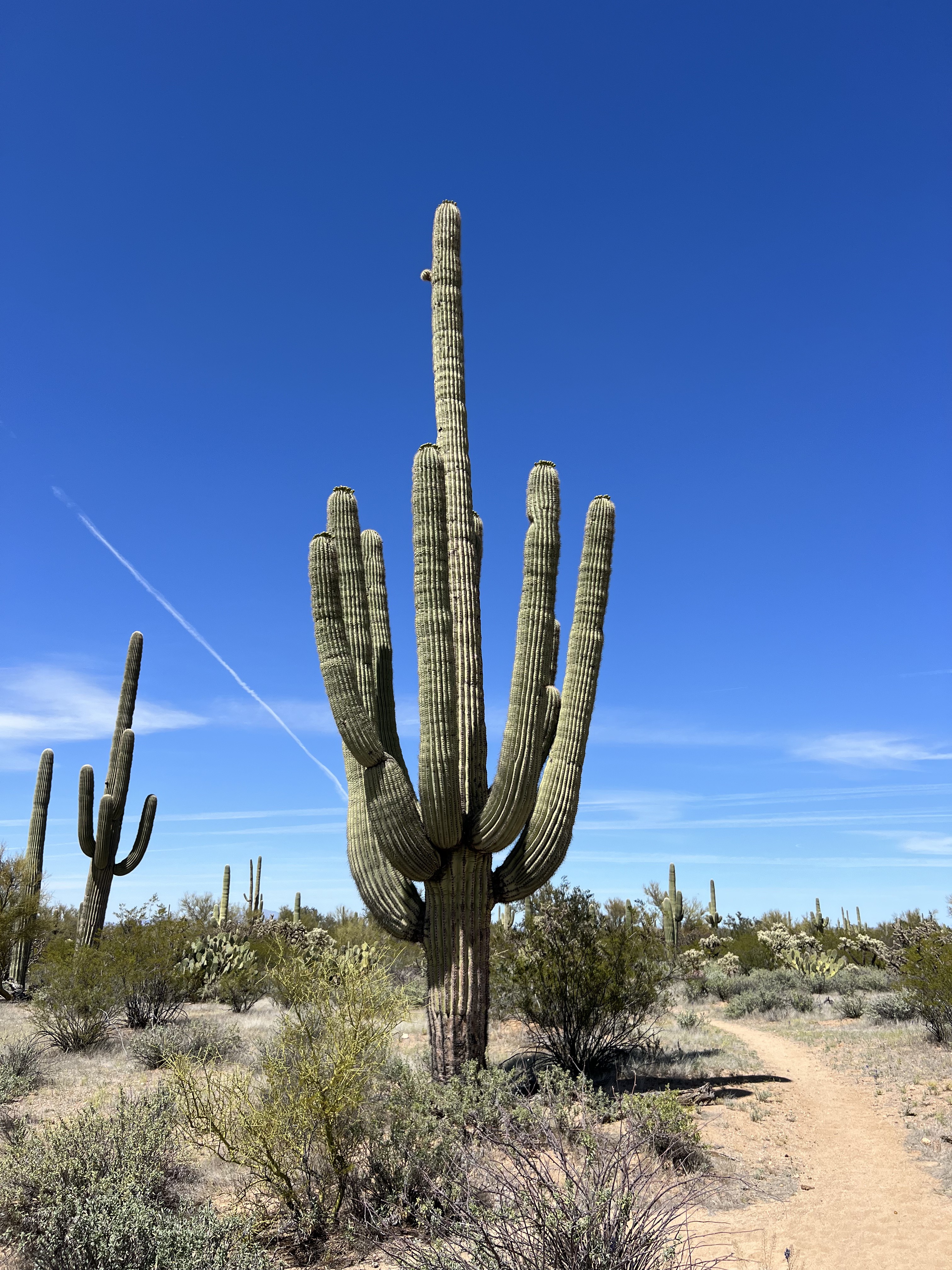 A large saguaro cactus